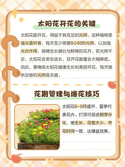 向日葵什么时候开花,向日葵图片,向日葵是啥时候开花-第2张图片-优品飞百科 向日葵什么时候开花,向日葵图片,向日葵是啥时候开花-第2张图片-优品飞百科