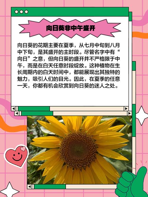 向日葵什么时候开花,向日葵图片,向日葵是啥时候开花-第3张图片-优品飞百科 向日葵什么时候开花,向日葵图片,向日葵是啥时候开花-第3张图片-优品飞百科