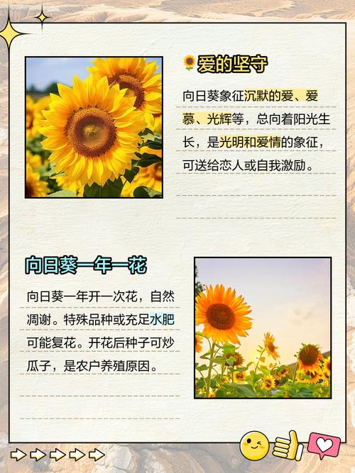 向日葵什么时候开花,向日葵图片,向日葵是啥时候开花-第4张图片-优品飞百科 向日葵什么时候开花,向日葵图片,向日葵是啥时候开花-第4张图片-优品飞百科