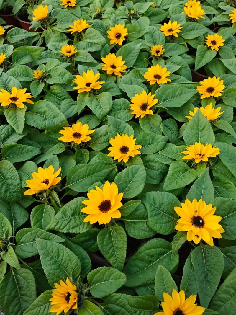 向日葵什么时候开花,向日葵图片,向日葵是啥时候开花-第6张图片-优品飞百科 向日葵什么时候开花,向日葵图片,向日葵是啥时候开花-第6张图片-优品飞百科