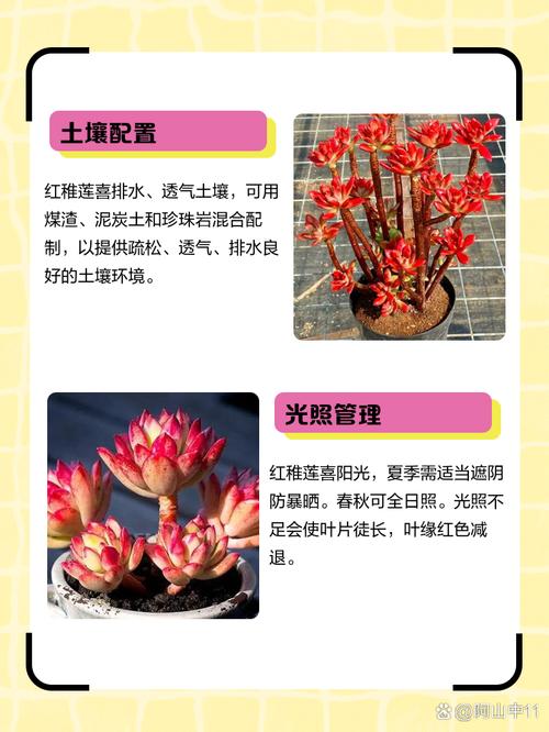 红稚莲多肉植物怎么养,如何养出老桩?红稚莲多肉植物怎么养,如何养出老桩?-第1张图片-优品飞百科 红稚莲多肉植物怎么养,如何养出老桩?红稚莲多肉植物怎么养,如何养出老桩?-第1张图片-优品飞百科