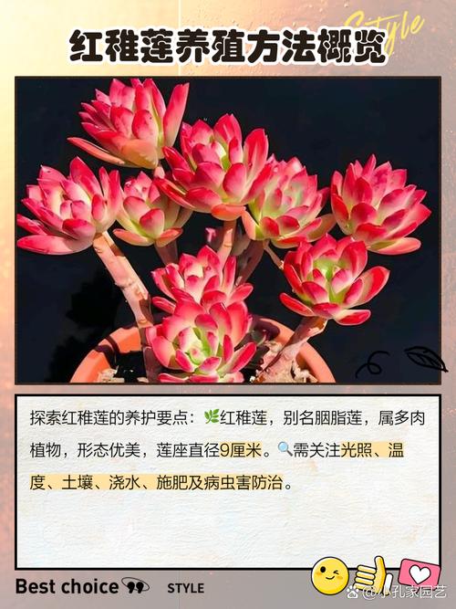 红稚莲多肉植物怎么养,如何养出老桩?红稚莲多肉植物怎么养,如何养出老桩?-第2张图片-优品飞百科 红稚莲多肉植物怎么养,如何养出老桩?红稚莲多肉植物怎么养,如何养出老桩?-第2张图片-优品飞百科