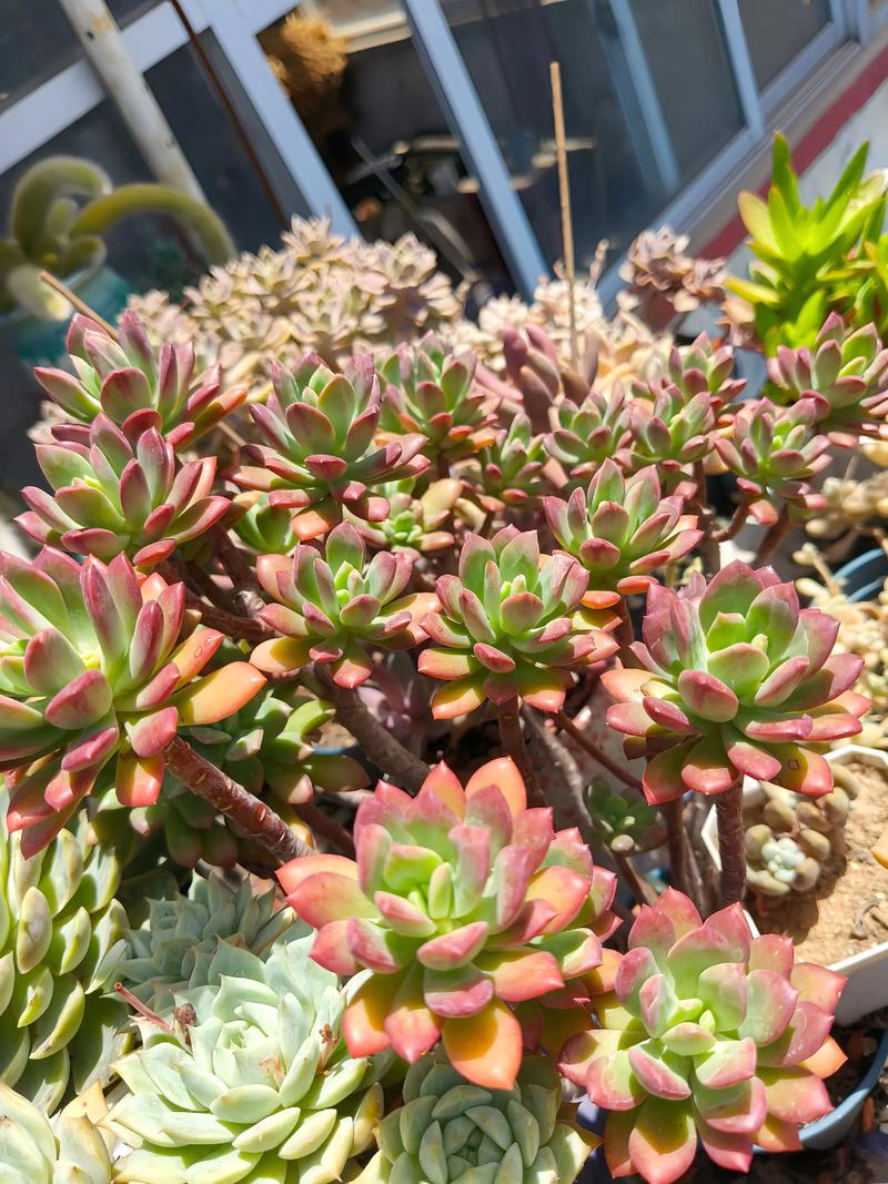 红稚莲多肉植物怎么养,如何养出老桩?红稚莲多肉植物怎么养,如何养出老桩?-第3张图片-优品飞百科 红稚莲多肉植物怎么养,如何养出老桩?红稚莲多肉植物怎么养,如何养出老桩?-第3张图片-优品飞百科