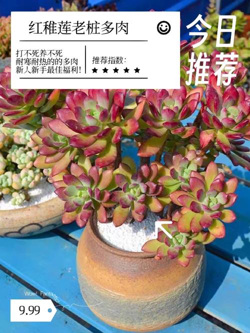 红稚莲多肉植物怎么养,如何养出老桩?红稚莲多肉植物怎么养,如何养出老桩?-第4张图片-优品飞百科 红稚莲多肉植物怎么养,如何养出老桩?红稚莲多肉植物怎么养,如何养出老桩?-第4张图片-优品飞百科