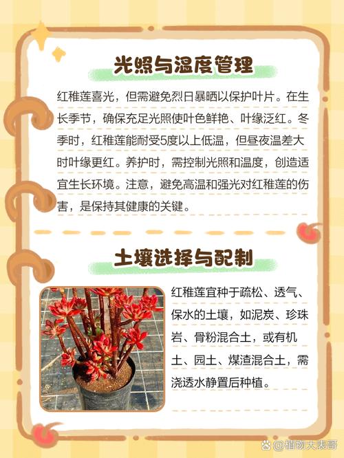 红稚莲多肉植物怎么养,如何养出老桩?红稚莲多肉植物怎么养,如何养出老桩?-第6张图片-优品飞百科 红稚莲多肉植物怎么养,如何养出老桩?红稚莲多肉植物怎么养,如何养出老桩?-第6张图片-优品飞百科