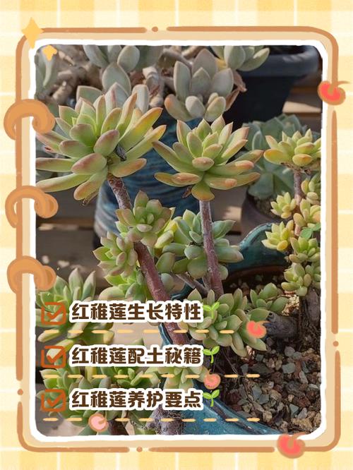 红稚莲多肉植物怎么养,如何养出老桩?红稚莲多肉植物怎么养,如何养出老桩?-第7张图片-优品飞百科 红稚莲多肉植物怎么养,如何养出老桩?红稚莲多肉植物怎么养,如何养出老桩?-第7张图片-优品飞百科