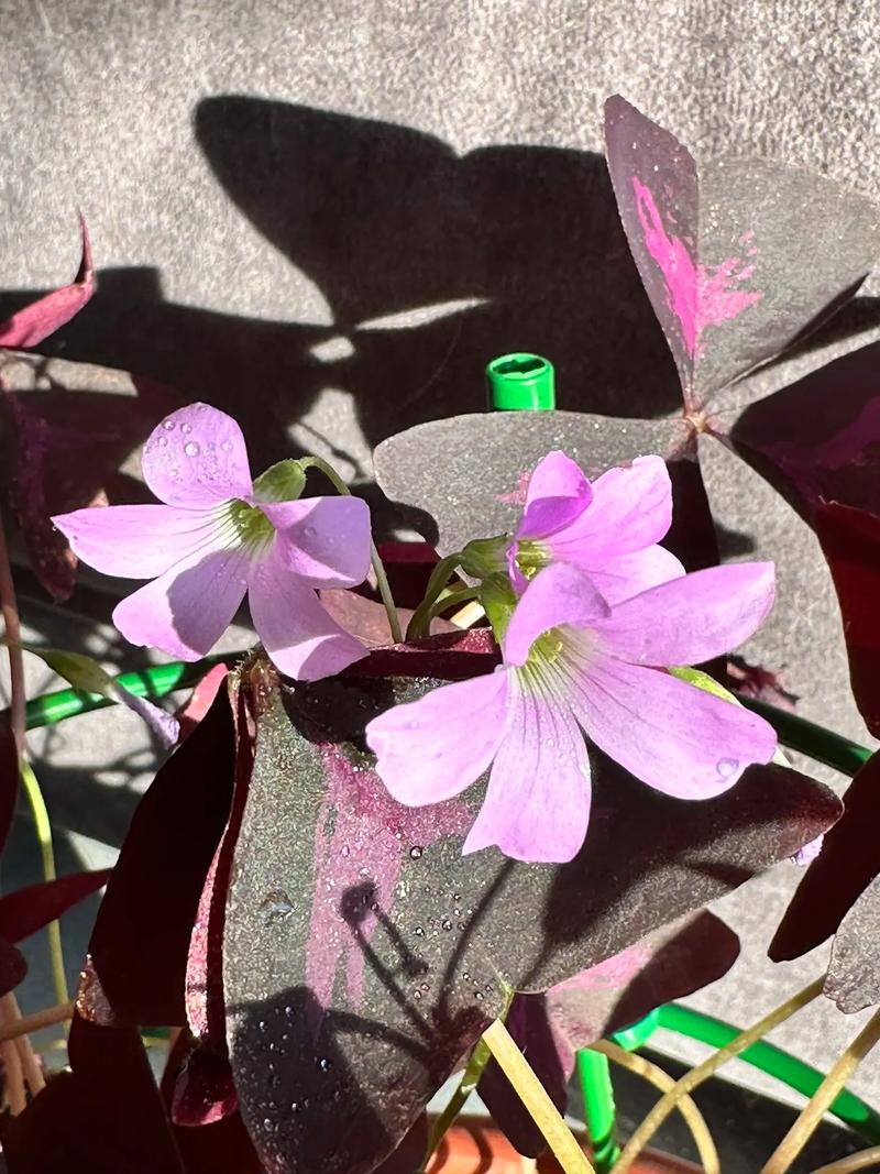 醡浆草花语大全,有一种花叫什么浆草?-第1张图片-优品飞百科 醡浆草花语大全,有一种花叫什么浆草?-第1张图片-优品飞百科