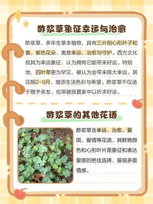 醡浆草花语大全,有一种花叫什么浆草?-第2张图片-优品飞百科 醡浆草花语大全,有一种花叫什么浆草?-第2张图片-优品飞百科