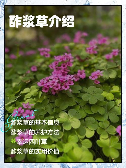 醡浆草花语大全,有一种花叫什么浆草?-第3张图片-优品飞百科 醡浆草花语大全,有一种花叫什么浆草?-第3张图片-优品飞百科