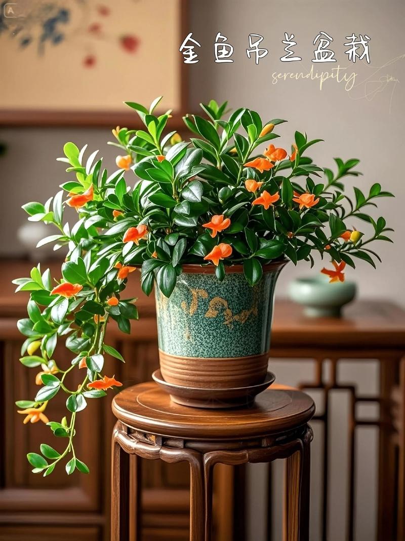 金鱼吊兰有什么作用，金鱼吊兰的寓意和象征风水？