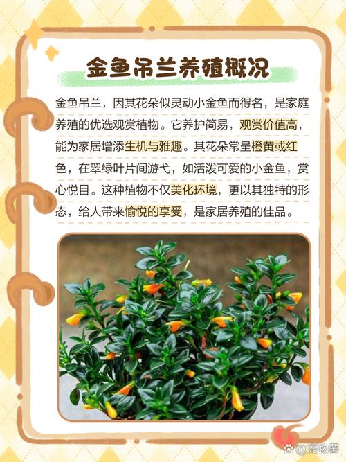 金鱼吊兰有什么作用，金鱼吊兰的寓意和象征风水？-第2张图片-优品飞百科