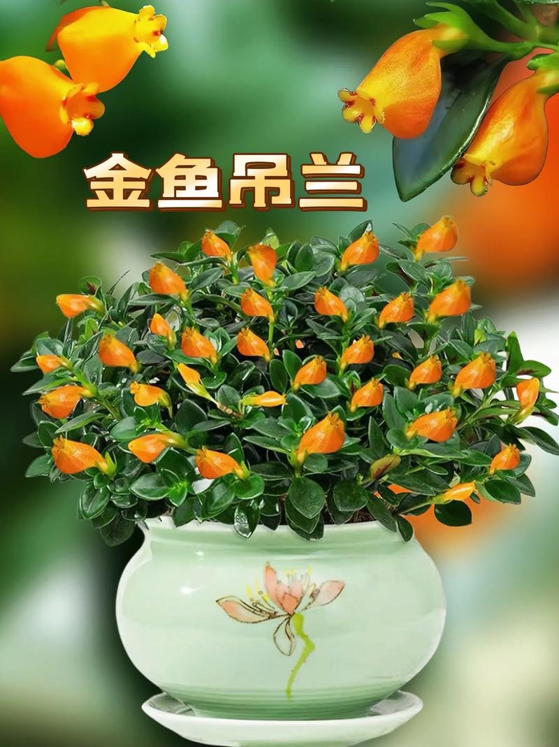 金鱼吊兰有什么作用，金鱼吊兰的寓意和象征风水？-第3张图片-优品飞百科