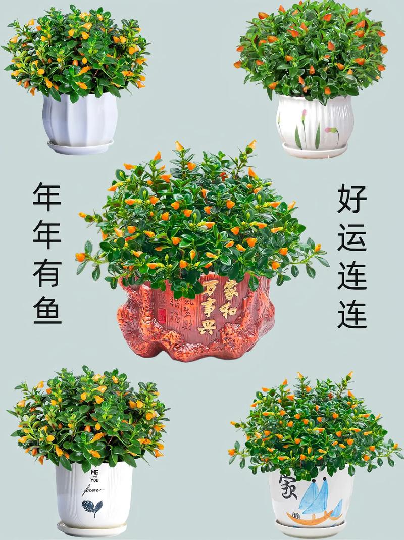 金鱼吊兰有什么作用，金鱼吊兰的寓意和象征风水？-第4张图片-优品飞百科