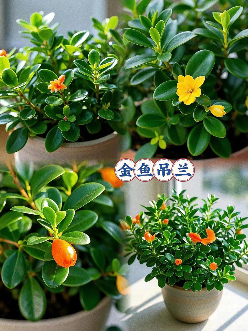 金鱼吊兰有什么作用，金鱼吊兰的寓意和象征风水？-第5张图片-优品飞百科