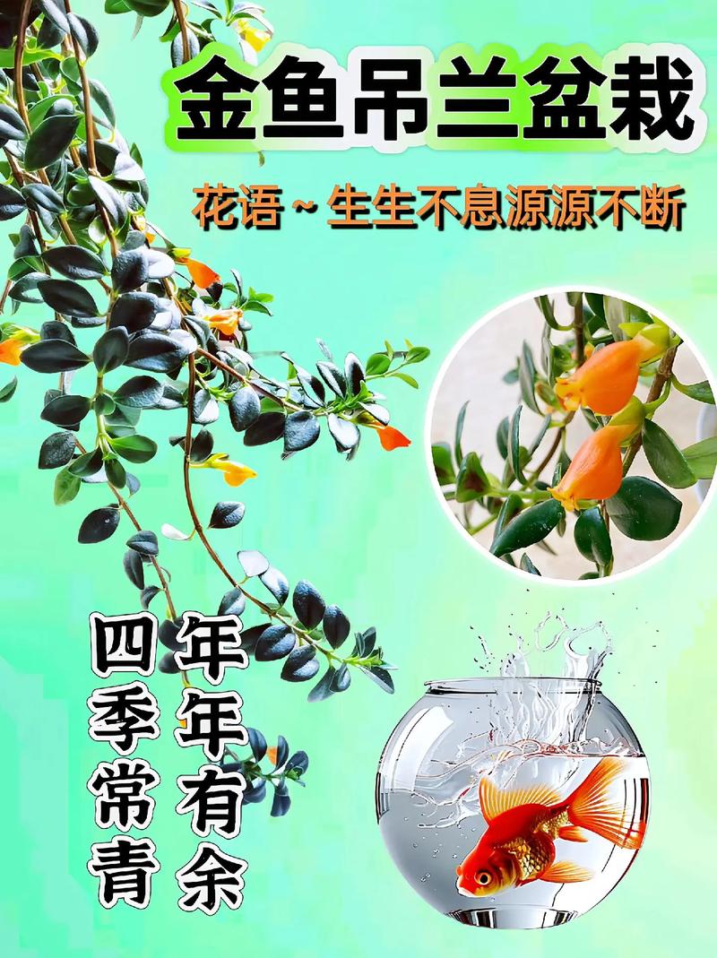 金鱼吊兰有什么作用，金鱼吊兰的寓意和象征风水？-第6张图片-优品飞百科