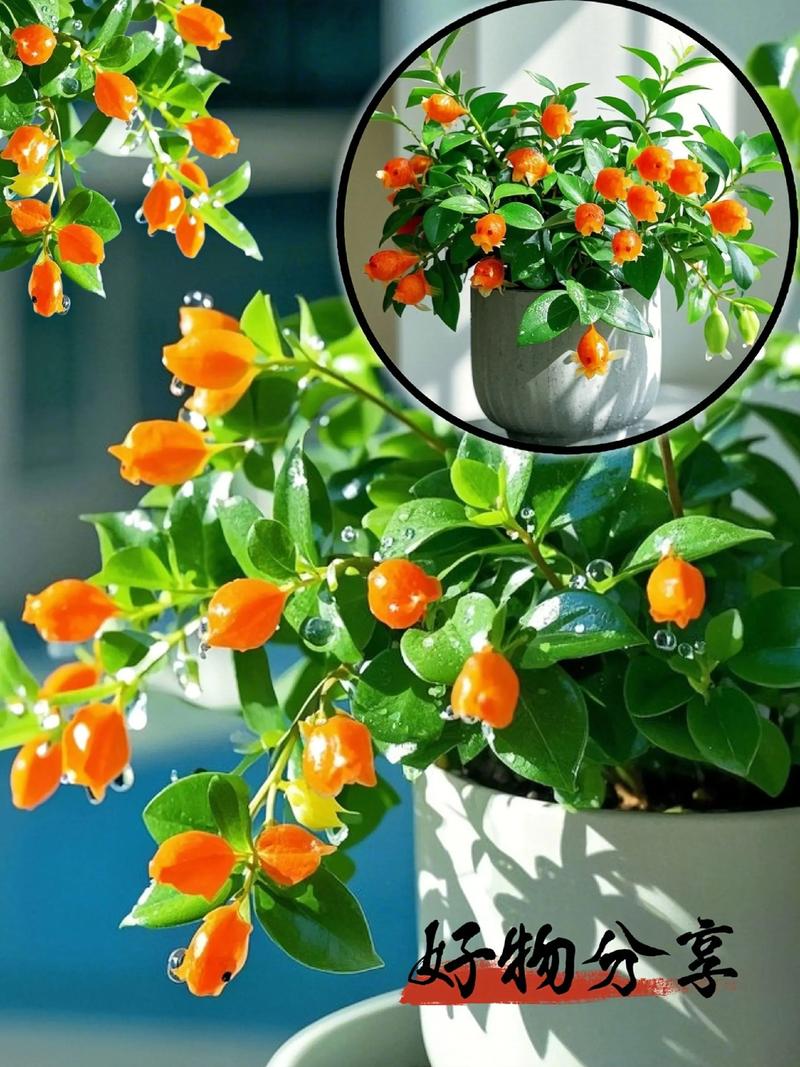 金鱼吊兰有什么作用，金鱼吊兰的寓意和象征风水？-第7张图片-优品飞百科