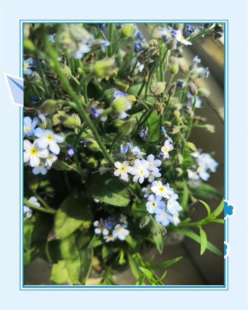 勿忘我的花语永恒的爱，浓情厚谊？勿忘我花语的来历？