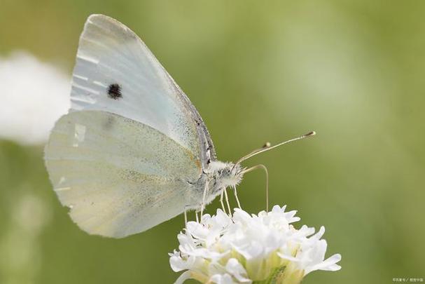 白蝴蝶有毒吗？白蝴蝶有毒吗图片？-第2张图片-优品飞百科