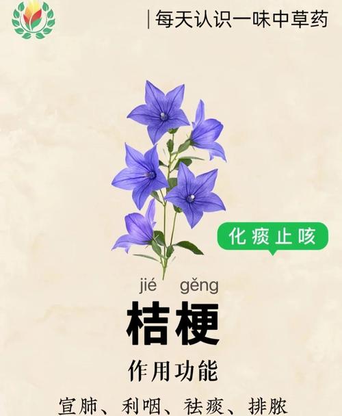 桔梗的功效与作用，桔梗的副作用，桔梗的功效与作用,桔梗的副作用和禁忌？-第3张图片-优品飞百科