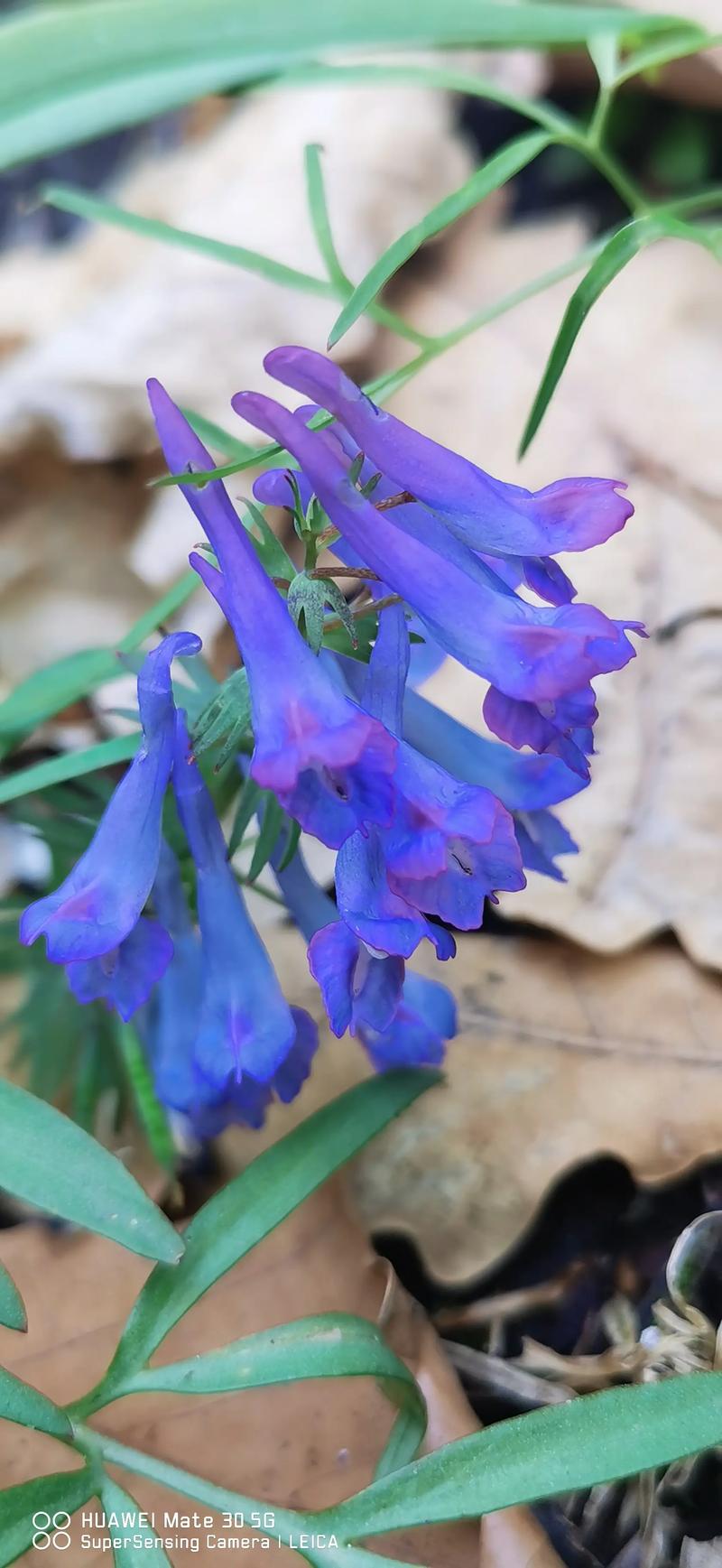 延胡索的花语和传说，延胡索 花语-第2张图片-优品飞百科