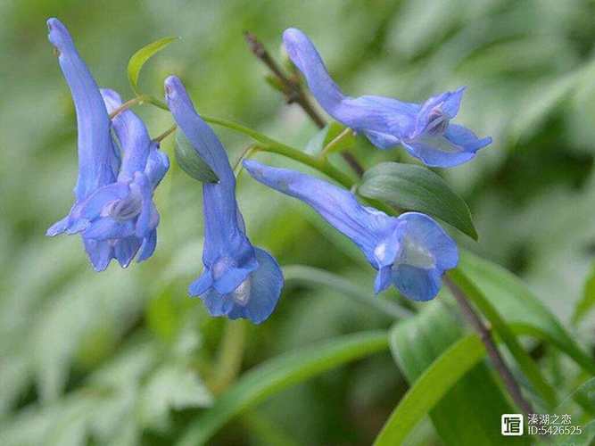 延胡索的花语和传说，延胡索 花语-第5张图片-优品飞百科