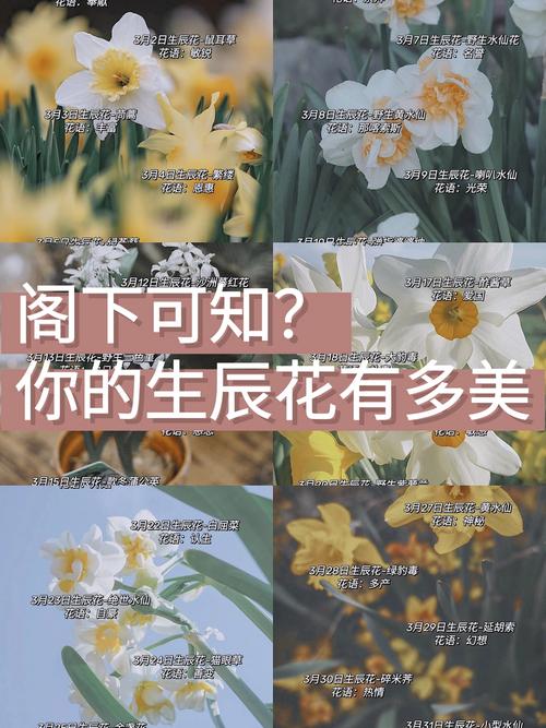 延胡索的花语和传说，延胡索 花语-第6张图片-优品飞百科