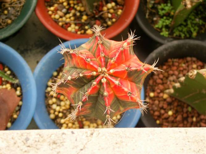 绯牡丹的价值？绯牡丹花？