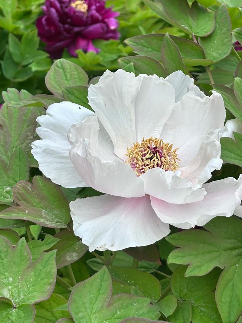 绯牡丹的价值？绯牡丹花？-第2张图片-优品飞百科