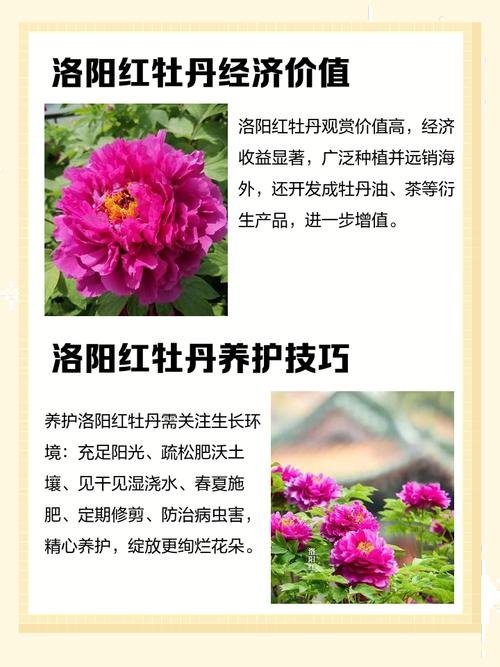 绯牡丹的价值？绯牡丹花？-第3张图片-优品飞百科