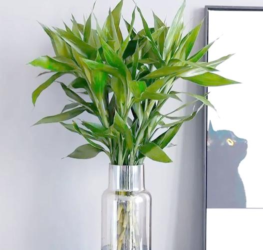 绯牡丹的价值？绯牡丹花？-第4张图片-优品飞百科