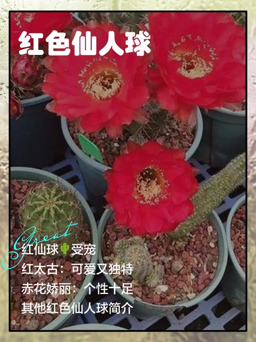 绯牡丹的价值？绯牡丹花？-第5张图片-优品飞百科