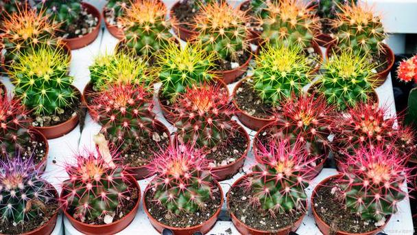 绯牡丹的价值？绯牡丹花？-第7张图片-优品飞百科