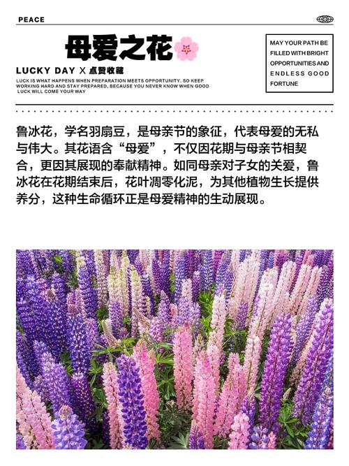 鲁冰花的花语，鲁冰花的意义和好处-第1张图片-优品飞百科