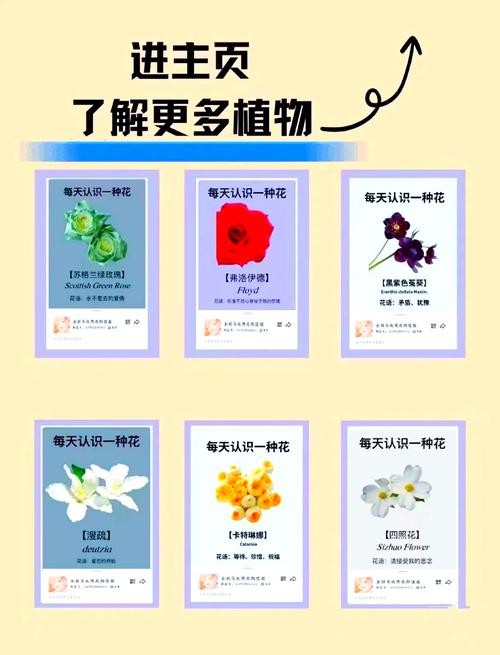 鲁冰花的花语，鲁冰花的意义和好处-第3张图片-优品飞百科