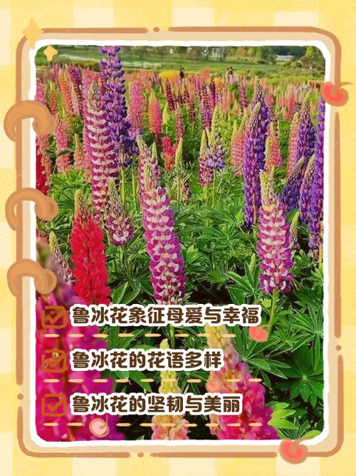 鲁冰花的花语，鲁冰花的意义和好处-第4张图片-优品飞百科