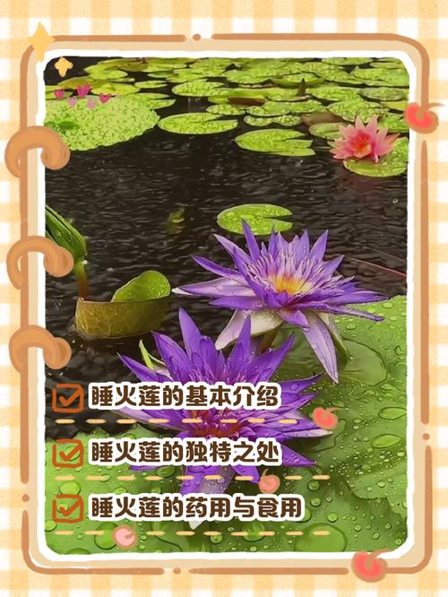 睡火莲的花语及象征意义？睡火莲值钱吗？