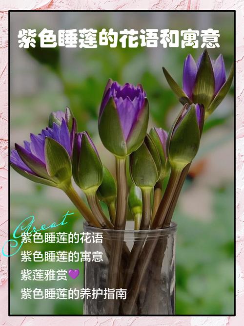 睡火莲的花语及象征意义?睡火莲值钱吗?-第2张图片-优品飞百科 睡火莲的花语及象征意义?睡火莲值钱吗?-第2张图片-优品飞百科