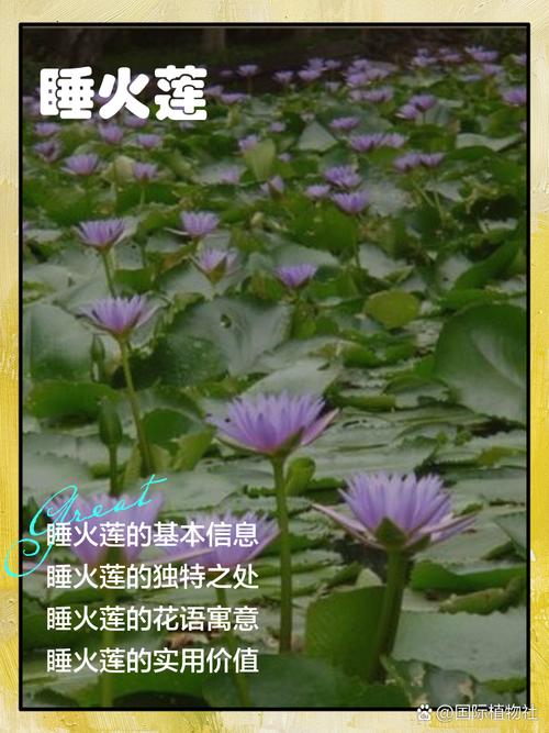 睡火莲的花语及象征意义?睡火莲值钱吗?-第3张图片-优品飞百科 睡火莲的花语及象征意义?睡火莲值钱吗?-第3张图片-优品飞百科