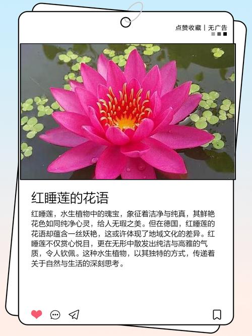睡火莲的花语及象征意义?睡火莲值钱吗?-第5张图片-优品飞百科 睡火莲的花语及象征意义?睡火莲值钱吗?-第5张图片-优品飞百科