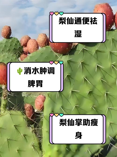 仙人掌果的功效与作用，仙人掌果怎么吃-第1张图片-优品飞百科