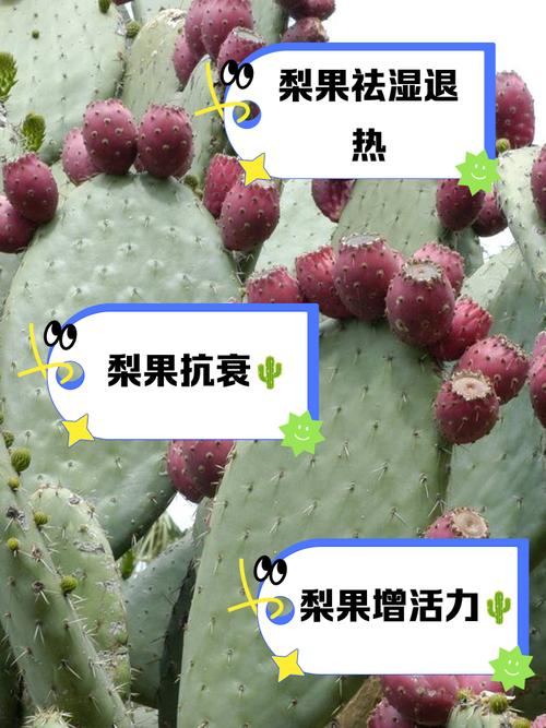 仙人掌果的功效与作用，仙人掌果怎么吃-第4张图片-优品飞百科