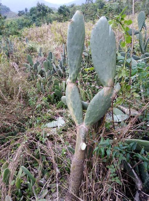 仙人掌果的功效与作用，仙人掌果怎么吃-第5张图片-优品飞百科