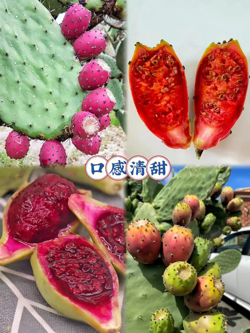 仙人掌果的功效与作用，仙人掌果怎么吃-第8张图片-优品飞百科