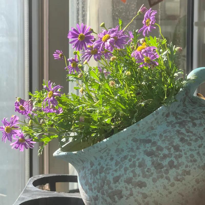 万寿菊有毒吗，能家养吗？万寿菊有毒吗,能家养吗视频？-第1张图片-优品飞百科