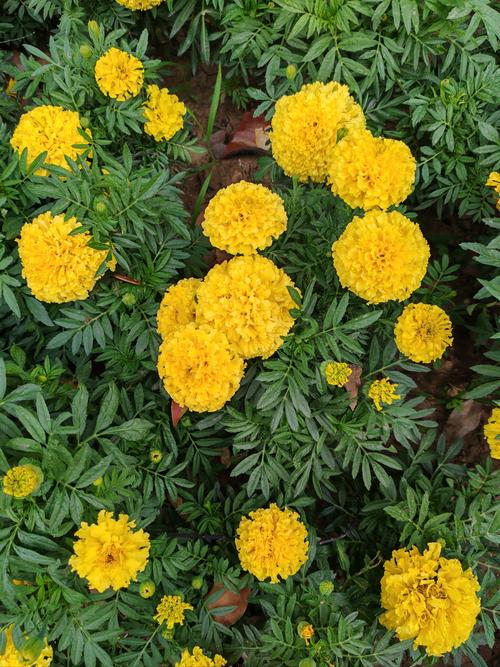 万寿菊有毒吗，能家养吗？万寿菊有毒吗,能家养吗视频？-第2张图片-优品飞百科