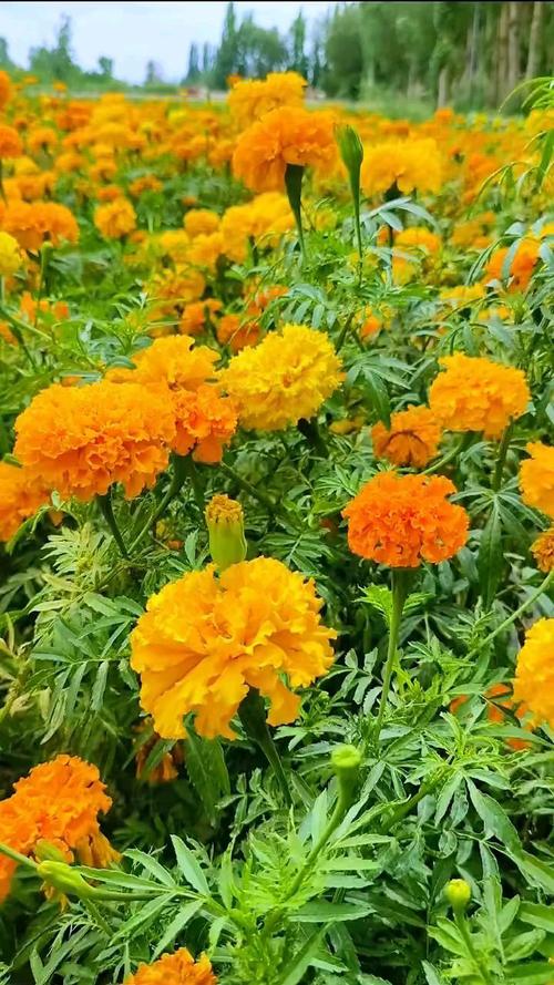 万寿菊有毒吗，能家养吗？万寿菊有毒吗,能家养吗视频？-第3张图片-优品飞百科