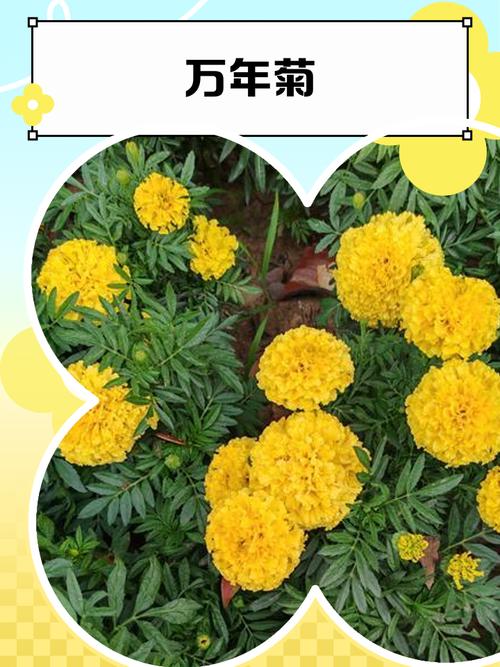 万寿菊有毒吗，能家养吗？万寿菊有毒吗,能家养吗视频？-第5张图片-优品飞百科