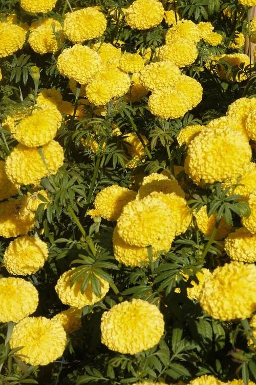 万寿菊有毒吗，能家养吗？万寿菊有毒吗,能家养吗视频？-第6张图片-优品飞百科