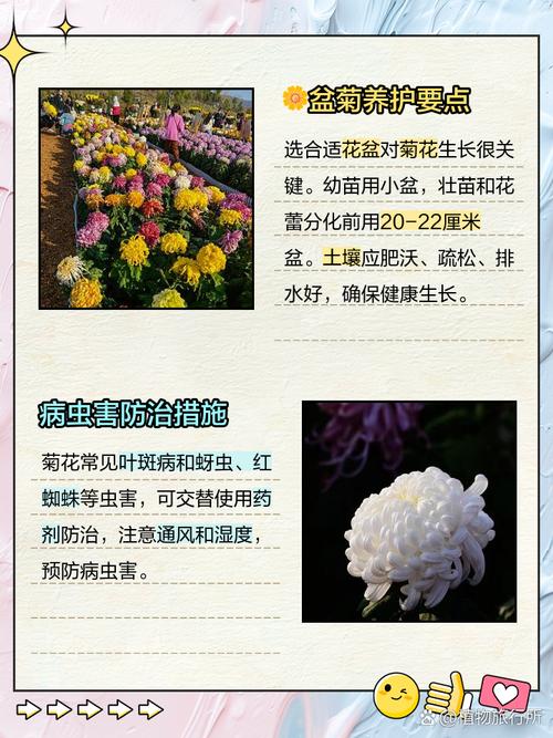 多头菊繁殖方法，种子什么时候种？多头菊什么时候扦插？-第1张图片-优品飞百科