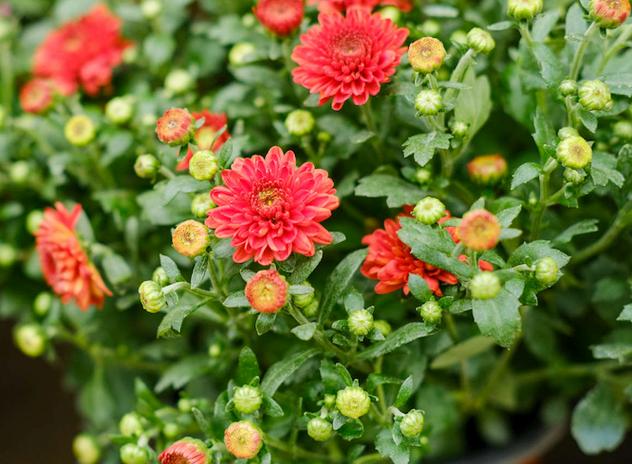 多头菊繁殖方法，种子什么时候种？多头菊什么时候扦插？-第2张图片-优品飞百科